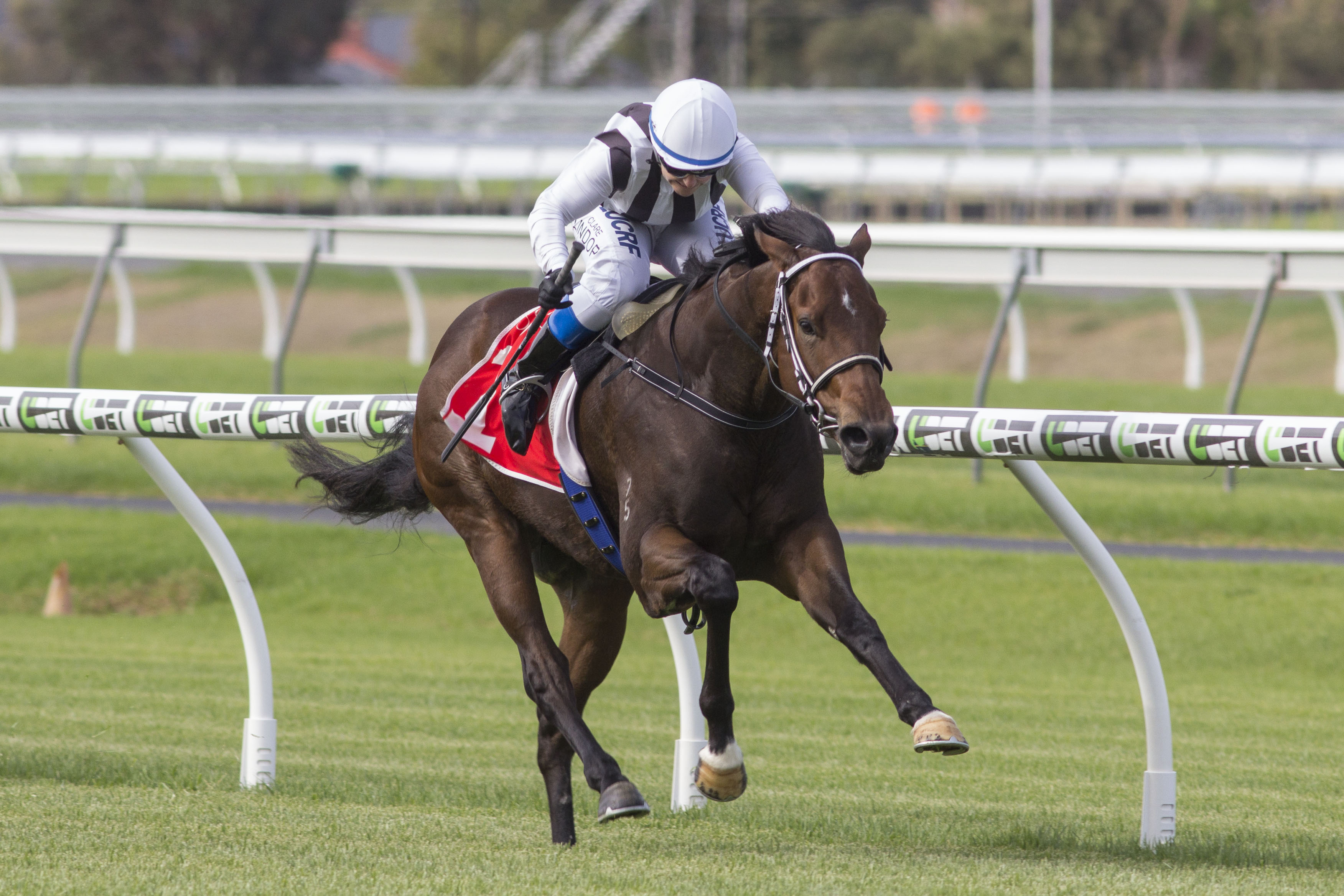 Tequila Time wins the Breeders’ Stakes at Morphettville (Atkins Photography)
