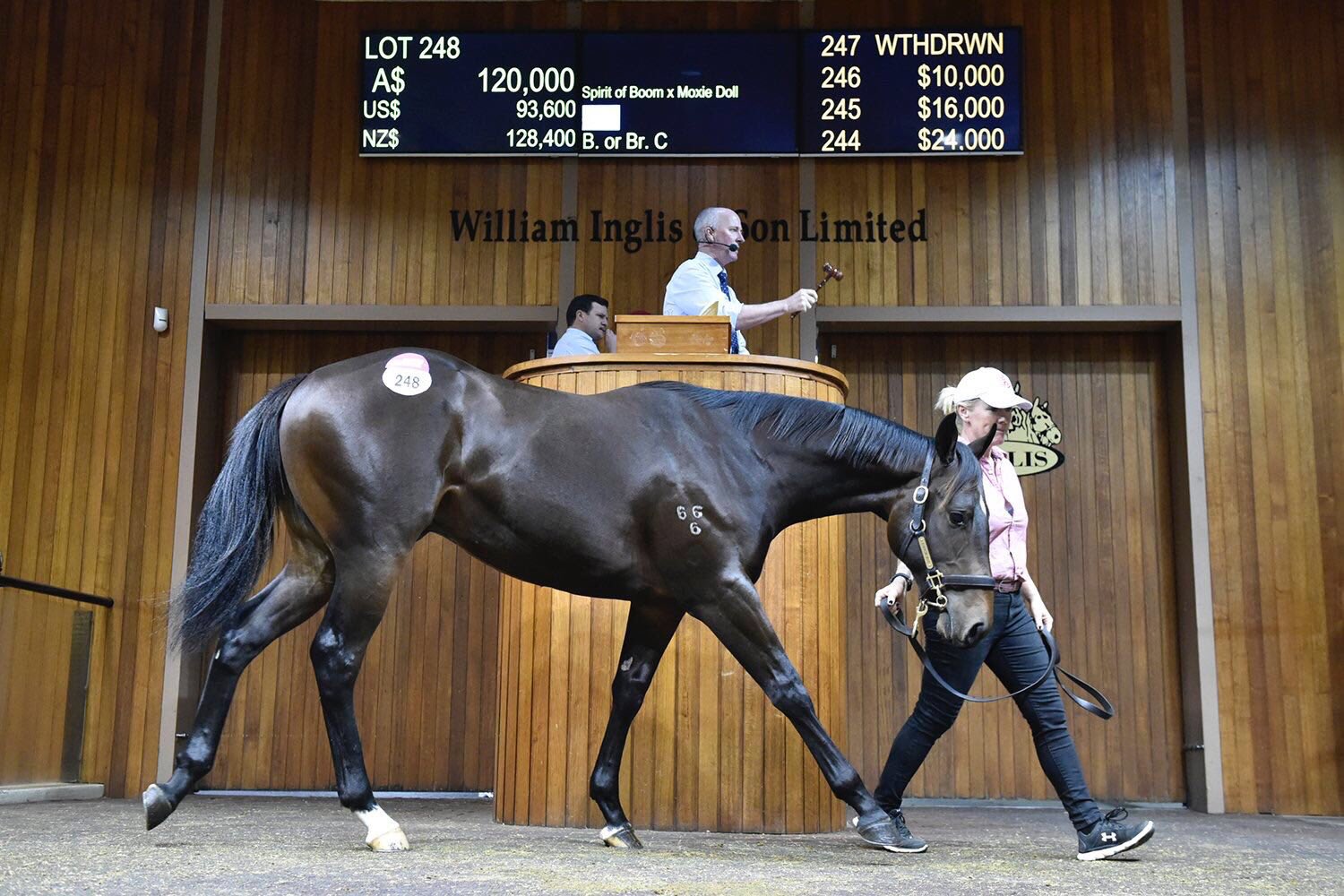 The Rosemont Stud bred Spirit of Boom colt gets a record price at the VOBIS Gold Sale