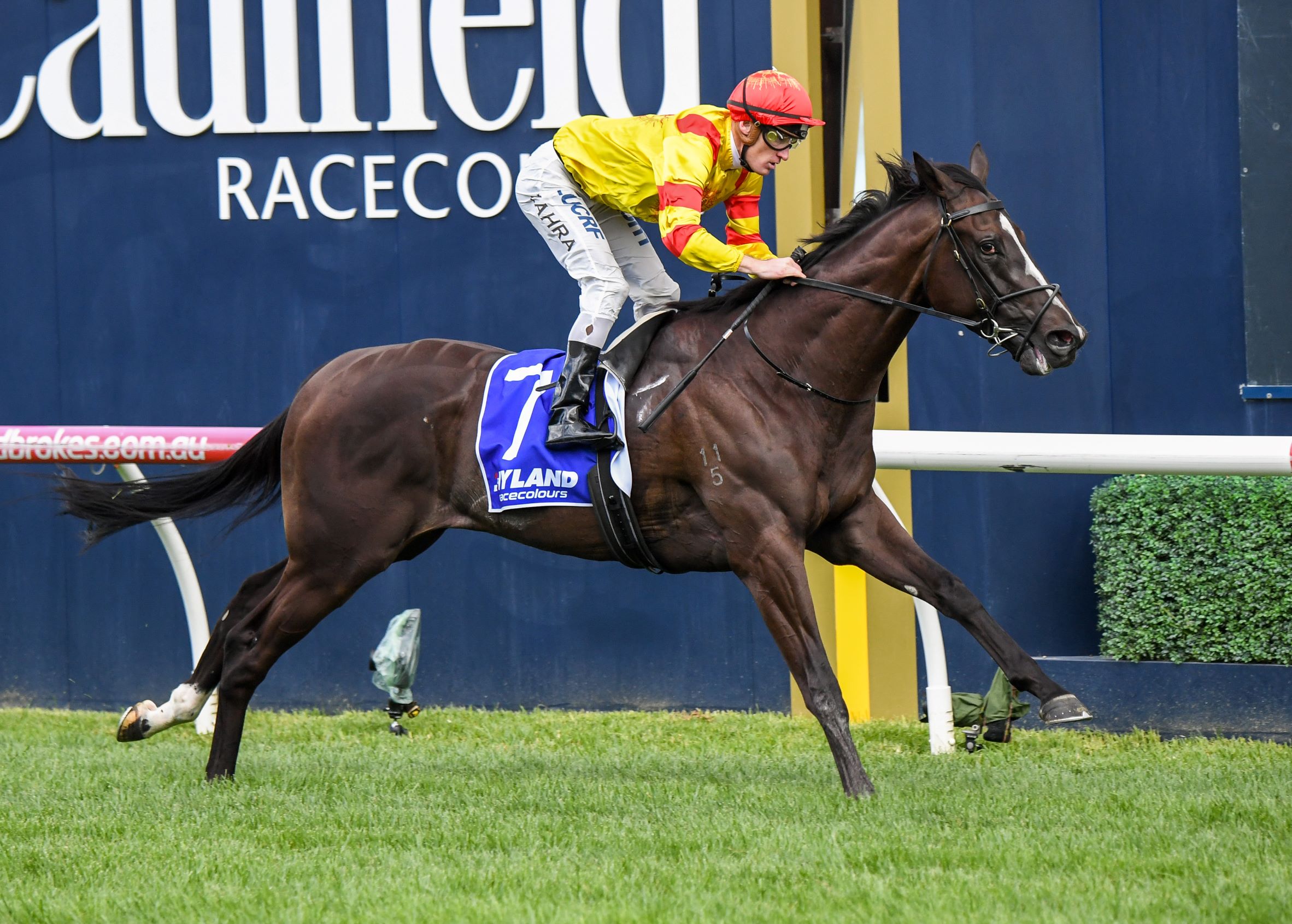Hawkshot claims the Group One CF Orr Stakes at Caulfield