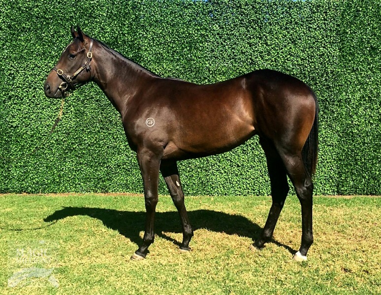 Amphitrite as a yearling