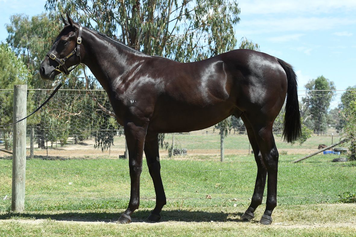 Bold Thruster as a yearling