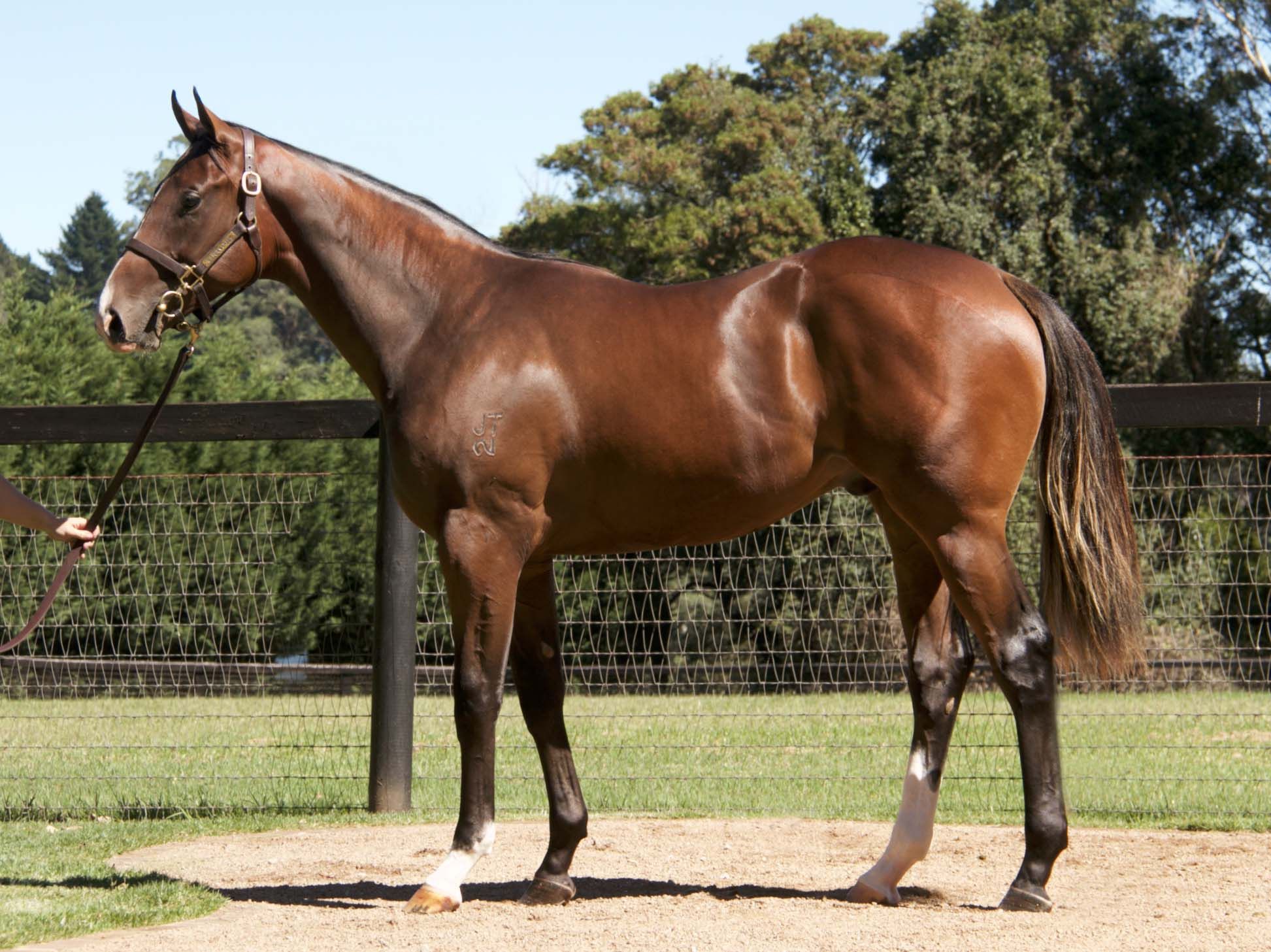 The Zoustar x Madamesta colt from Inglis Easter Yearling Sale