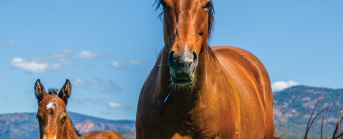 Australian-Grown-Bred-Stong-foals